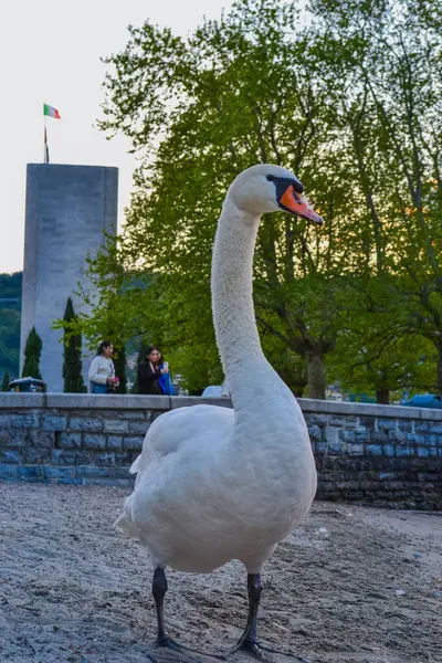 Güzel beyaz kuğu gün batımında suyun yanında