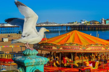 İngiltere, Brighton, 18.07.2023: Brighton 'da rastlayabileceğiniz en yaygın kuş türü bu tip martılardır.