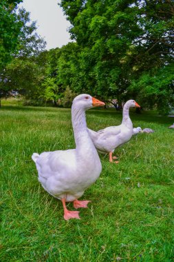 Parktaki kazlar, Brighton 'da