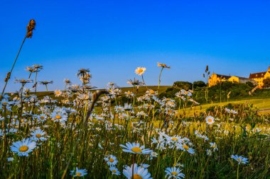 Wild daisies (camomile) in the field These are common wildflowers that can be found in fields with white petals with a green stem and a yellow center. clipart