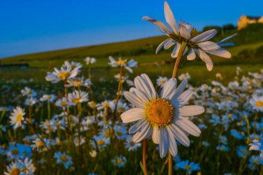 Wild daisies (camomile) in the field These are common wildflowers that can be found in fields with white petals with a green stem and a yellow center. clipart