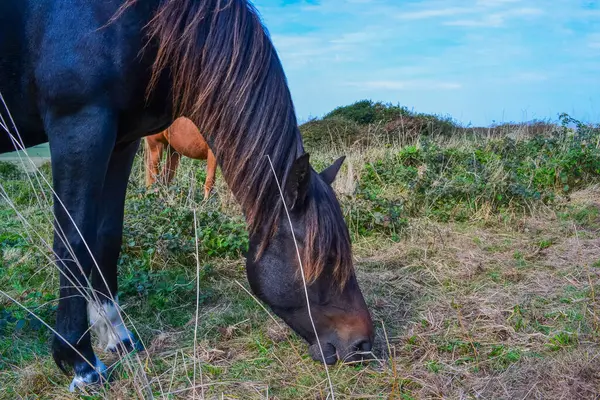 bir alanda otlayan atlar