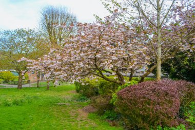 İlkbaharda İngiltere 'de kiraz çiçekleri açar.