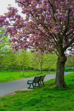 İlkbaharda İngiltere 'de kiraz çiçekleri açar.