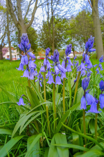Колокольчики в парке на ярко-зеленой траве