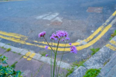 Şehir merkezinde mor bir çiçeğin fotoğrafı.