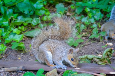 Çevik gri bir sincap. İngiltere 'de parkların ve ormanların sakini
