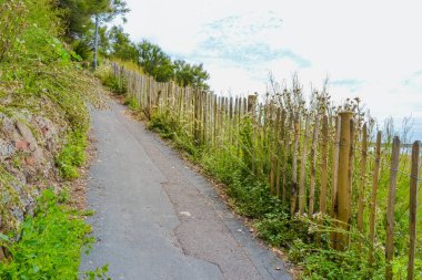 Sahilde yeşil çalılarla çevrili bir patika.