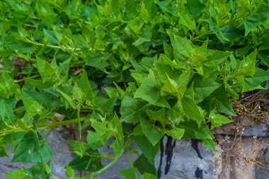 Parlak yaz yeşilliği, yürüyüş fotoğrafı.