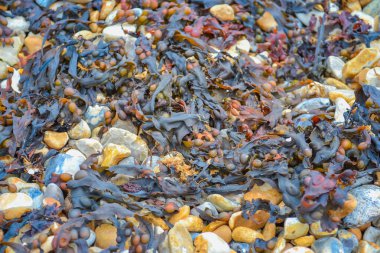 İngiltere, Brighton, 11.07.2021: Brighton yakınlarındaki kireçtaşı beyaz kayalıklar. Yedi Kız Kardeşe giden patika