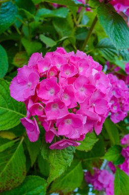 Ortanca - ortanca ailesine ait çiçek bitkisi.