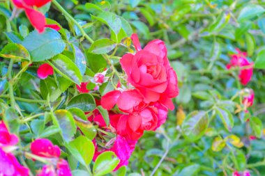 Büyük bir bahçe kırmızı gülleri.