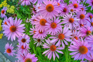 Echinacea is a flowering ornamental herbaceous perennial clipart