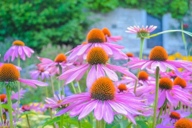 Ekinezya çiçekli bir bitkisel süstür.