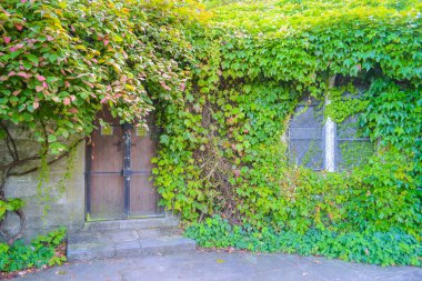 Parktaki bahçe kapısı, sarmaşıkla çevrili.