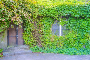 Parktaki bahçe kapısı, sarmaşıkla çevrili.