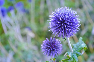 Bahçedeki güzel çiçeklerin kapağı
