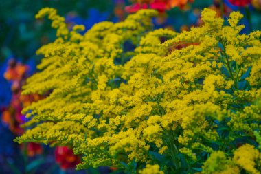 Goldenrod çeşitli tentürler, çaylar ve diğer tıbbi amaçlar için ilaçlarda aktif olarak kullanılan uzun ömürlü bir bitkisel bitkidir..