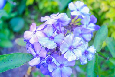 Phlox - bright and delicate summer garden flowers clipart