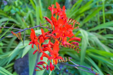 Crocosmia, or montbrecia (outdated name), or tritonia - an extraordinary and beautifully flowering bulbous plant clipart