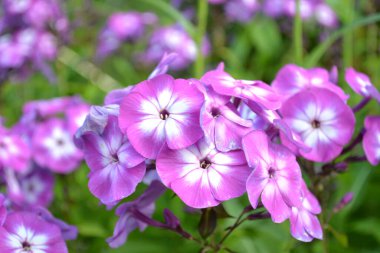Phlox - parlak ve narin yaz bahçesi çiçekleri