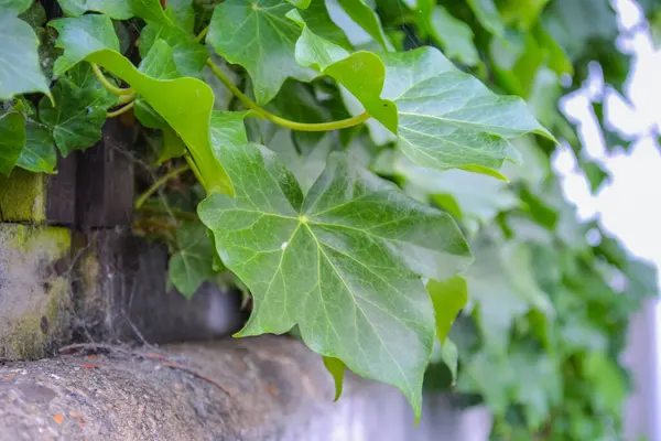 Parlak yaz yeşilliği, yürüyüş fotoğrafı.