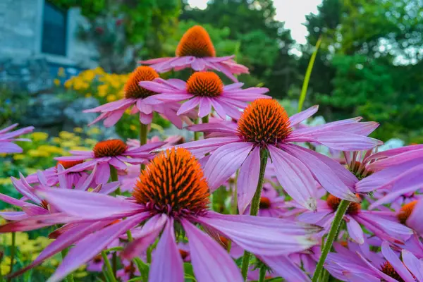 Ekinezya çiçekli bir bitkisel süstür.