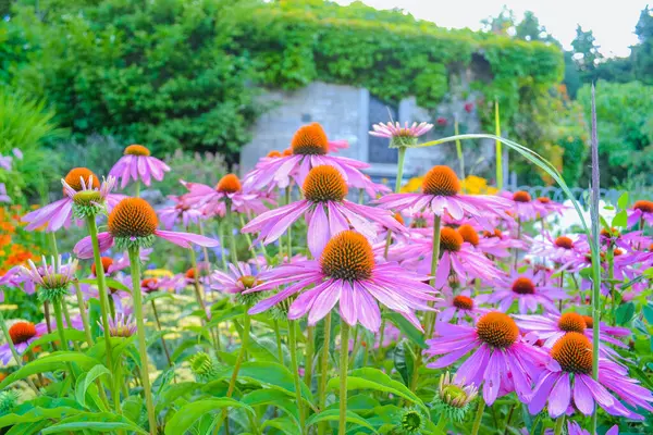 Ekinezya çiçekli bir bitkisel süstür.