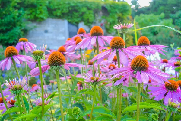 Ekinezya çiçekli bir bitkisel süstür.