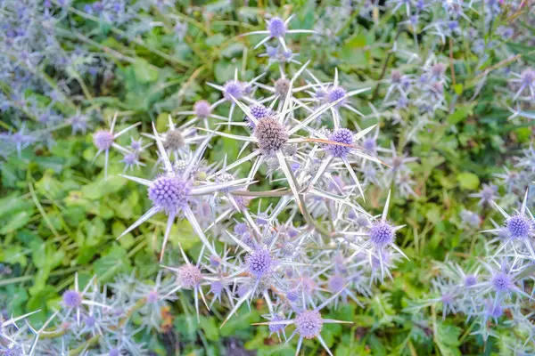 Ryngium amethystinum - Orta ve Güney Avrupa 'da çılgınca büyür..