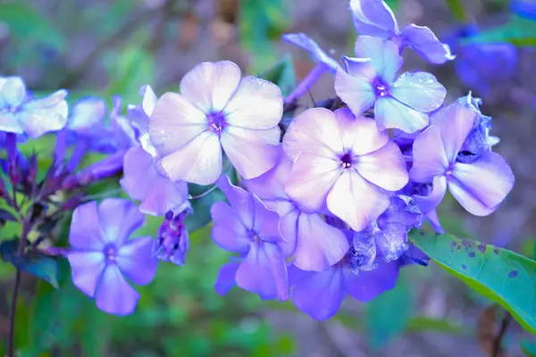 Phlox - parlak ve narin yaz bahçesi çiçekleri