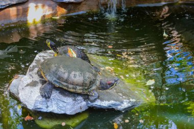 Gölette büyük yeşil bir kaplumbağa.