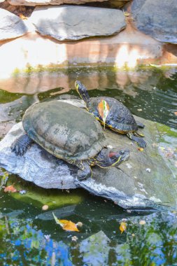 Göldeki su kaplumbağası..