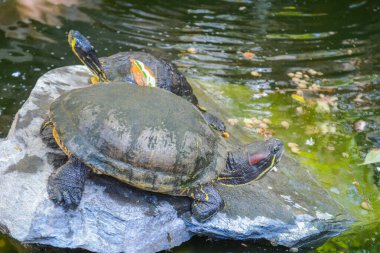 red - green and yellow turtle in the water clipart