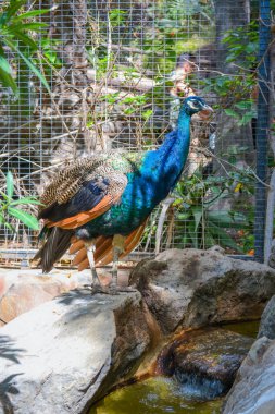 Parkta tavus kuşları var ama bedava değil.