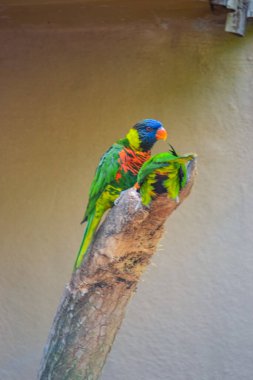 Lori - small parrot, their plumage is very bright and colorful. They are friendly and perfectly tame birds clipart