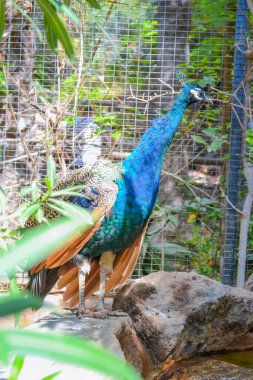 Lori - küçük papağan, tüyleri çok parlak ve renkli. Onlar dost canlısı ve tamamen evcil kuşlar.