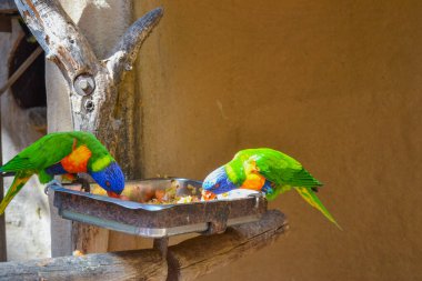 Lori - küçük papağan, tüyleri çok parlak ve renkli. Onlar dost canlısı ve tamamen evcil kuşlar.