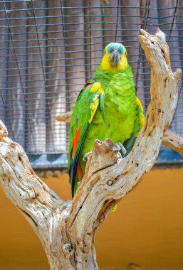Lori - küçük papağan, tüyleri çok parlak ve renkli. Onlar dost canlısı ve tamamen evcil kuşlar.