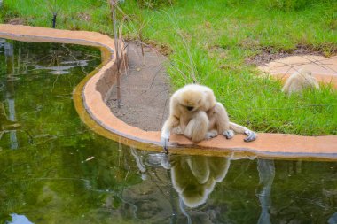 Gee 'nin altın langur' u aynı zamanda Altın langur olarak da bilinir.