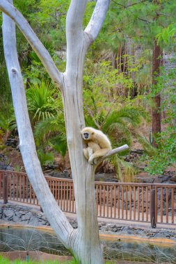 Gee's golden langur also known as simply the golden langur clipart