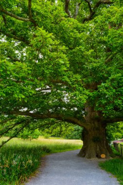 Incredibly old and large oak tree with a lush green crown clipart