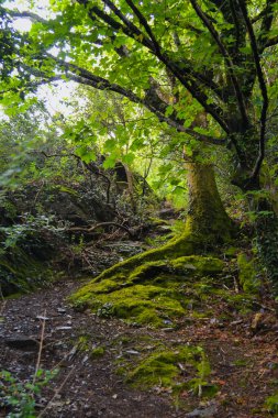 Bangor şehrinin parktaki girişinin görüntüsü. Büyük yeşil ağaç ve ufukta deniz.
