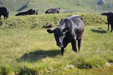 Cows graze in a field near a lake in the mountains clipart