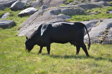 Cows graze in a field near a lake in the mountains clipart