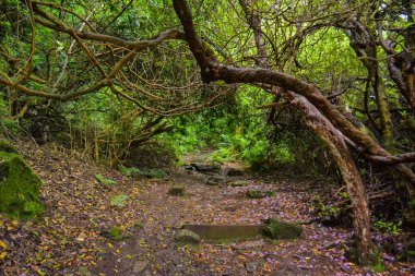 Bangor şehrinin parktaki girişinin görüntüsü. Büyük yeşil ağaç ve ufukta deniz.