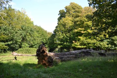 South Downs 'daki efsanevi güzellik merkezi West Sussex' teki Ulusal Güven 'in İblis Lezbiyeni