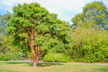 Büyük ve uzun kozalaklı ağaç.