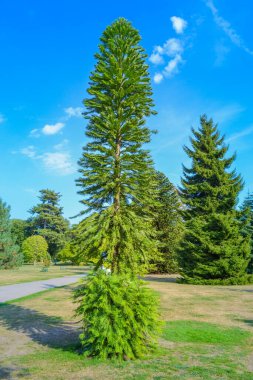 Araucaria araucana, commonly called the monkey puzzle tree, monkey tail tree clipart