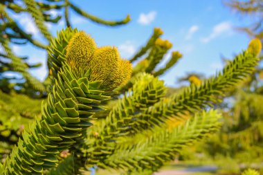 Araucaria araucana, genellikle maymun bulmaca ağacı olarak bilinir, maymun kuyruğu ağacı.